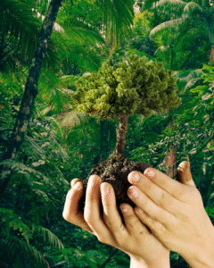 Plantas da Floresta que Curam